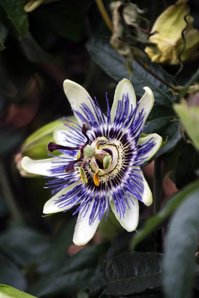 Маракуйя квітка — стокове фото