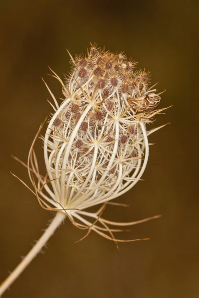 Dry wild carrot plant — Stock Photo, Image