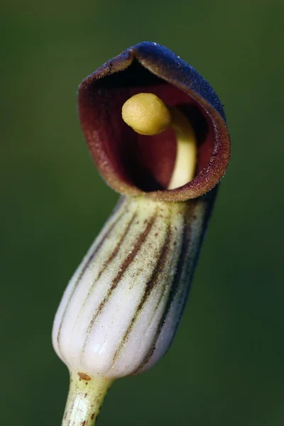 Arisarum vulgare — Stock Photo, Image