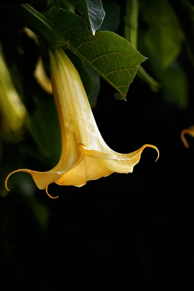 Ángel trompeta flor —  Fotos de Stock