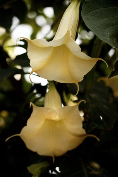 Angel trumpet flower — Stock Photo, Image