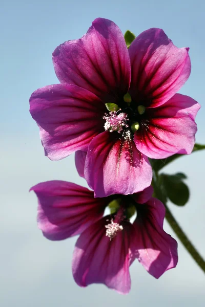 Mallow flowers — Stock Photo, Image