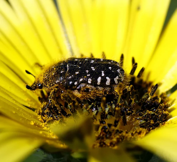 Bug on the flower — Stock Photo, Image