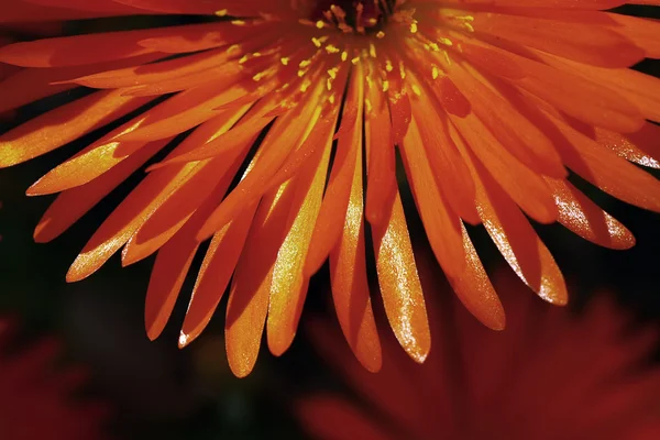 Orange kronblad — Stockfoto