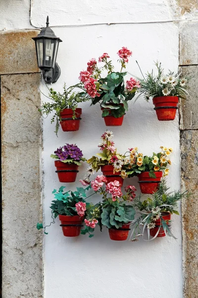 Diversi vasi di fiori — Foto Stock