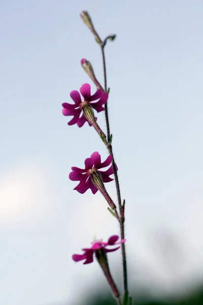 Silene wildflower — Stock Photo, Image