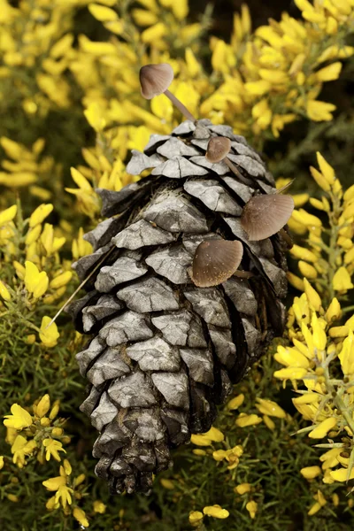 Pine cone and mushrooms — Stock Photo, Image