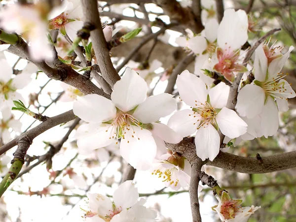 Stock image Almond flower