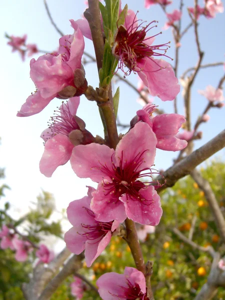Цветочный персиковый цветок — стоковое фото