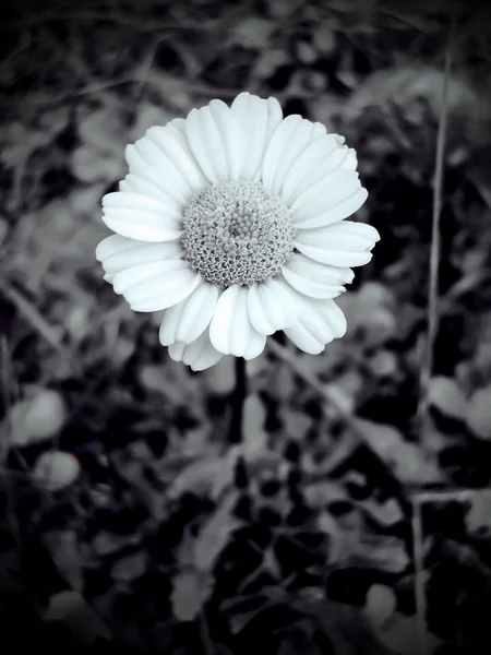 Bovenaanzicht van bloem — Stockfoto