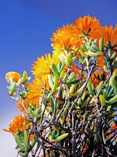 Planta suculenta sul-africana Vygie — Fotografia de Stock