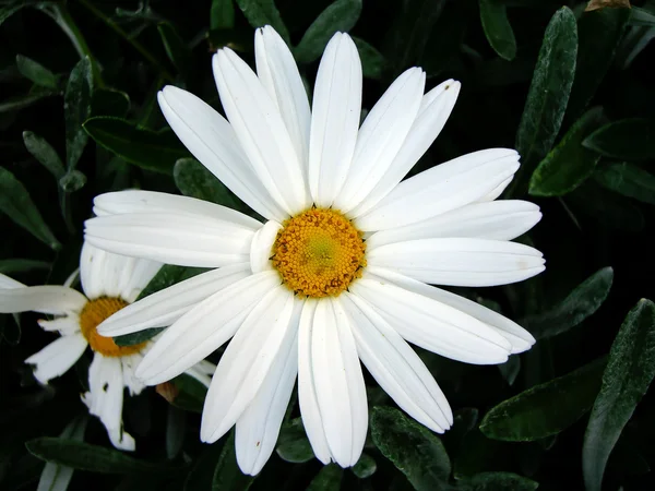 European daisy — Stock Photo, Image