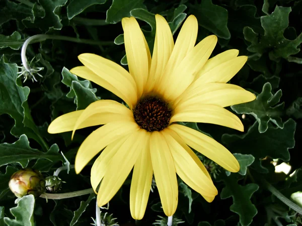 Yellow african moon daisy — Stock Photo, Image