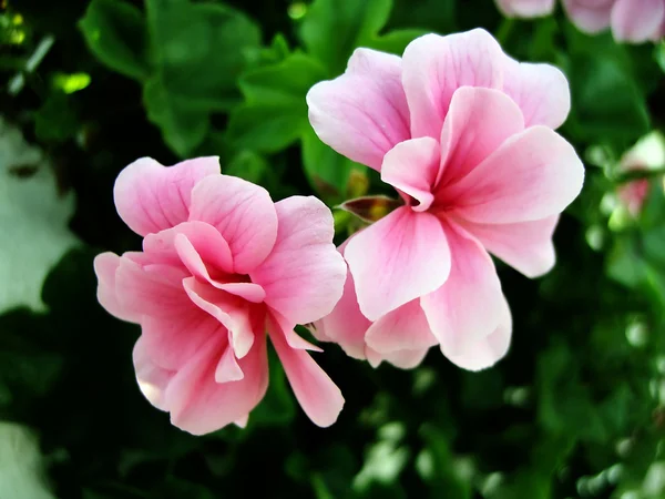 Pink Geranium Flowers — Stock Photo, Image