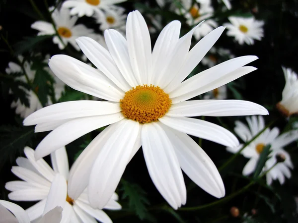 stock image European daisy