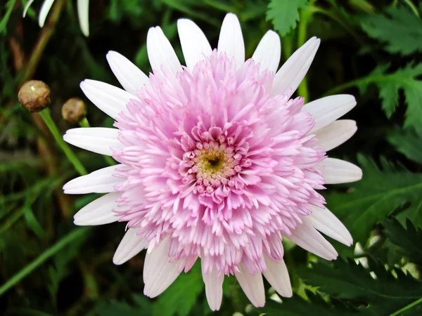 Crisantemo 'Magenta Pink' — Foto Stock