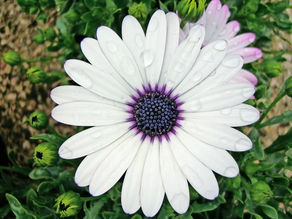 stock image African Moon Daisy