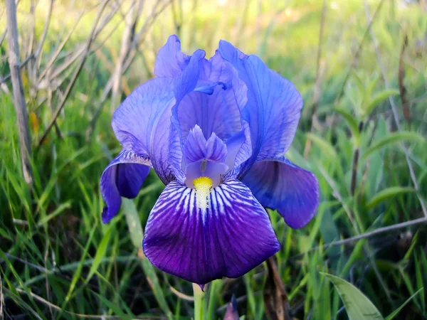 Iris barbuto blu — Foto Stock