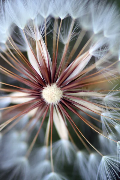 Dandelion closeup — Stok Foto