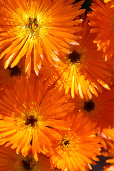 Πορτοκάλι φυτών πάγο λουλούδια — Φωτογραφία Αρχείου