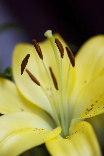Tiger lily — Zdjęcie stockowe