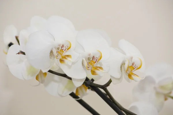stock image Orchid flowers