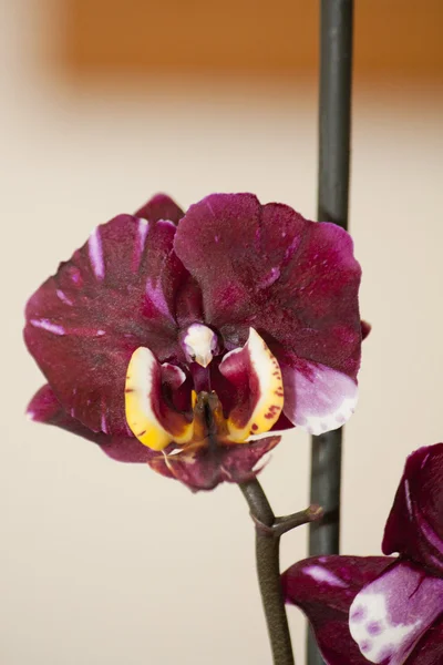 Dark red orchids — Stock Photo, Image