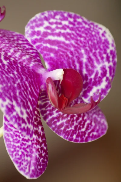 stock image Pink orchid flowers