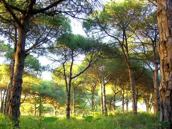 Floresta de pinheiros portugueses — Fotografia de Stock