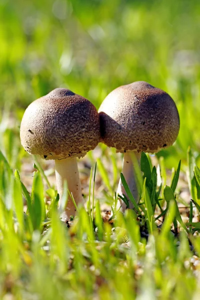 Cogumelo duplo — Fotografia de Stock