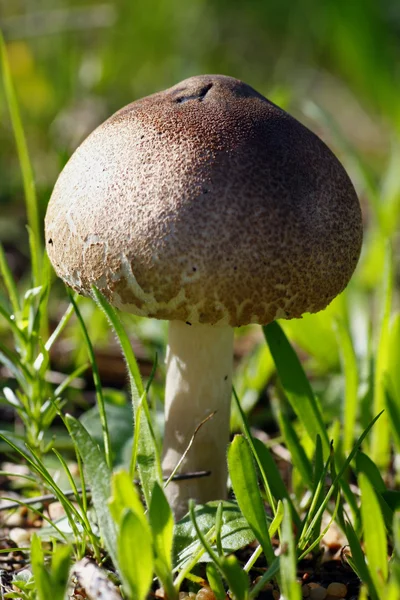 Маленький гриб — стокове фото