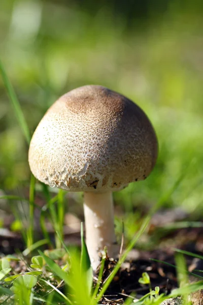 콘 버섯 — 스톡 사진