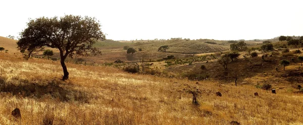 Typical Algarve Landscape — Stock Photo, Image