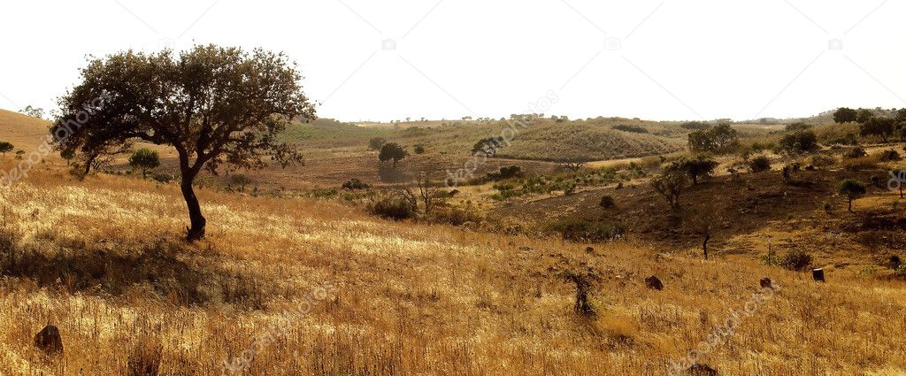 Typical Algarve Landscape