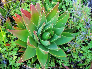 Aloe brevifolia clipart