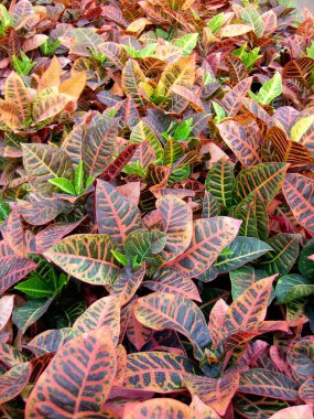 Croton plants clipart