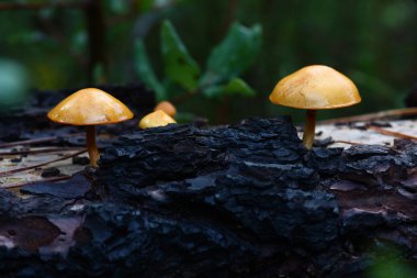 Some mushrooms on tree clipart