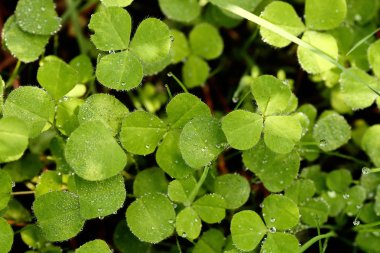 Dew on clovers clipart