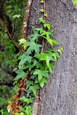 Hedera helix bitki