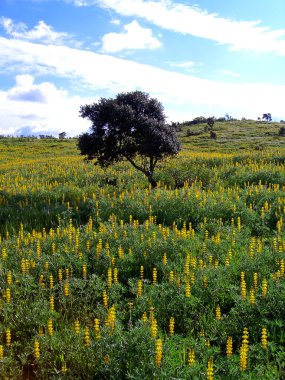 Sweet Clover field clipart