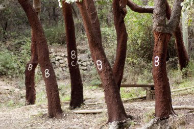 Cork tree markings clipart