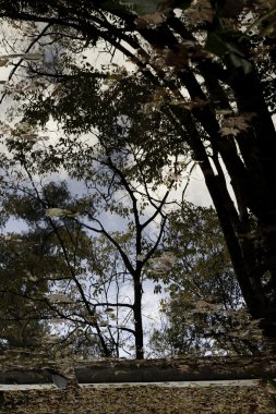 Güzel park su birikintisi ile