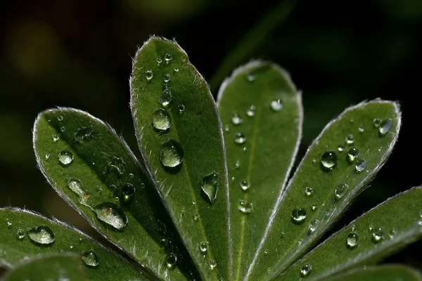 Drops on the leafs — Stock Photo, Image