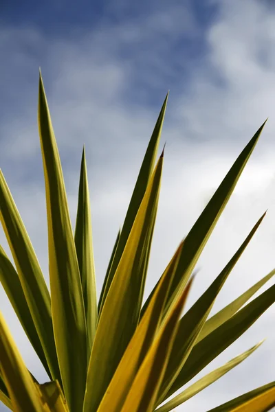 Cactus leafs — Stock Photo, Image