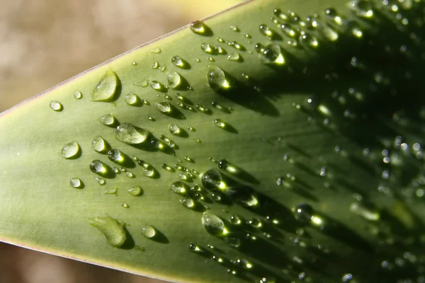 Folha de agave — Fotografia de Stock