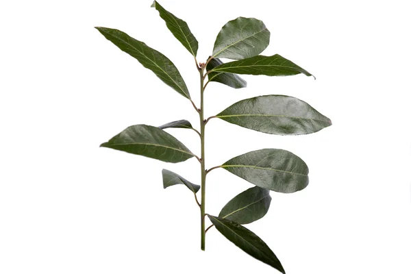 Branch of bay laurel — Stock Photo, Image