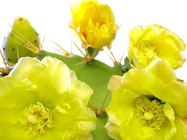 Stock image Cactus flowers