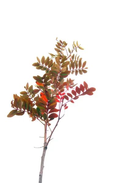 Röd buske — Stockfoto