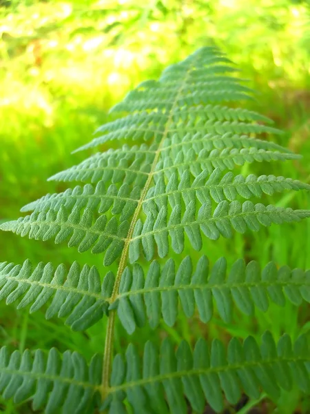 Bipinnate 잎 — 스톡 사진
