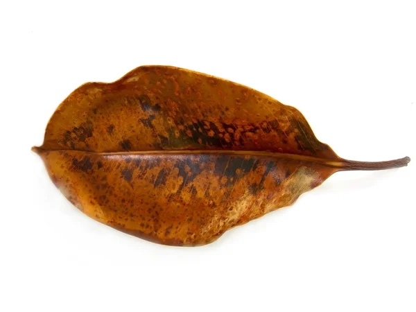 Suchy liść — Zdjęcie stockowe